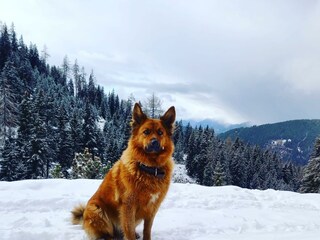 Unser Kira vor der Schönwetterhütte im Winter (jetzt nur noch in unseren Herzen)