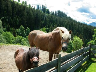 "Pino" und "Fiona"