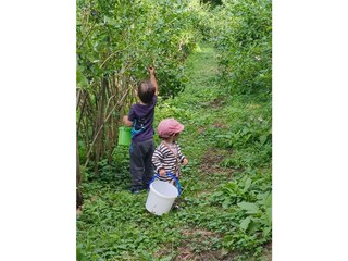 Heidelbeeren pflücken