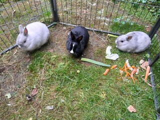 Unsere Hasen ????