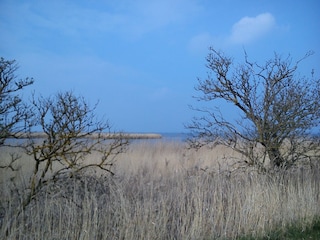 Vogelparadis am Achterwasser