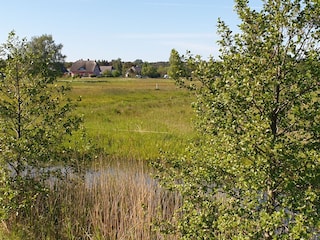 Feuchtwiesen zwischen Rieckstraße und Haff