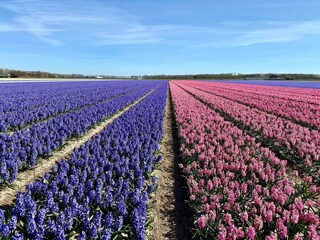 Vakantiehuis Callantsoog Omgeving 22