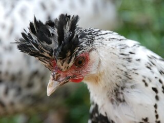Appenzellerspitzhauben eine seltene Rasse