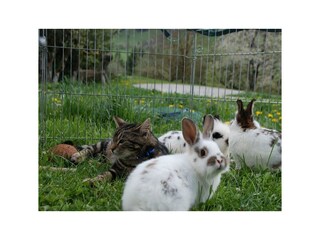 Hasen und Katze verstehen sich auch gut