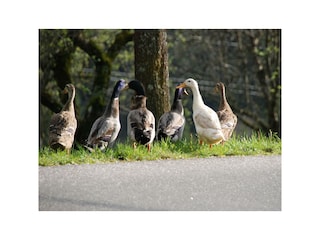 Unsere Enten