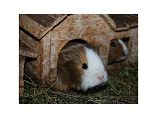 Meerschwein Spider