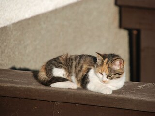 Unsere Katzen genießen oft die wärmende Sonne
