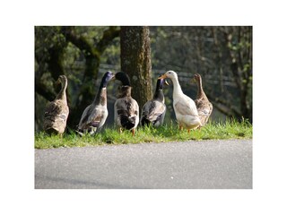 Unsere Enten
