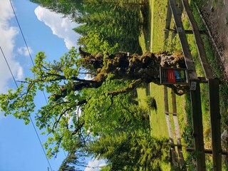 Geisterbaum  - Hutter Almen-Runde