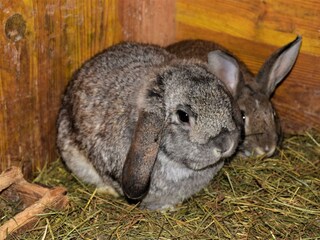Hasen