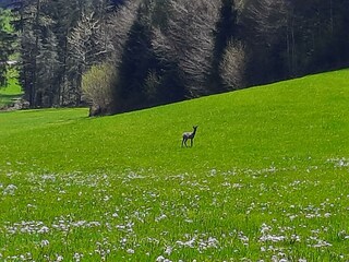Ausblick vom Balkon