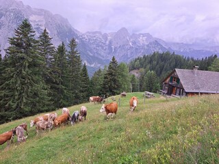 Auf der Peterhoferalm