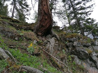 Petergstamm auf der Peterhoferalm