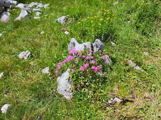 Natur pur soweit des Auge reicht, Höss Hinterstoder