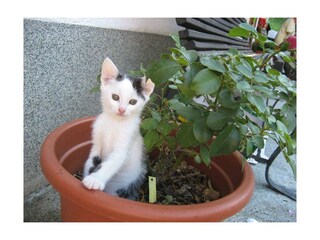 Katze