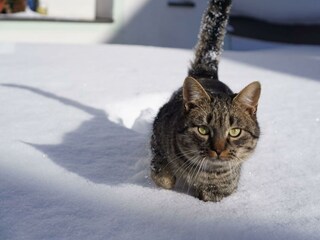Katze
