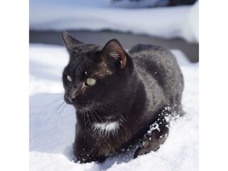 Katze