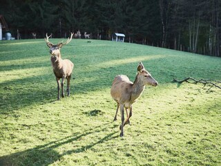 Tiergehege_63A3673