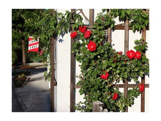 Zierrosen am Haus Grete Wallner, Hinterstoder