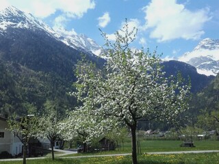 der Apfelbaum vor dem Haus