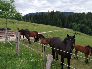Urlaub auf der Tannalm