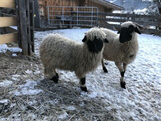 Walliserschwarznasenschafe
