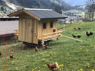 Hühnerstall