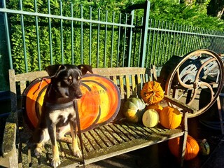 Herbststimmung