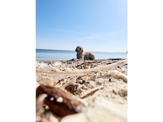 Naturstrand am IJsselmeer