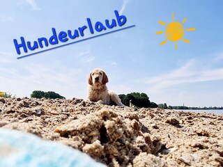Hundeurlaub am IJsselmeer