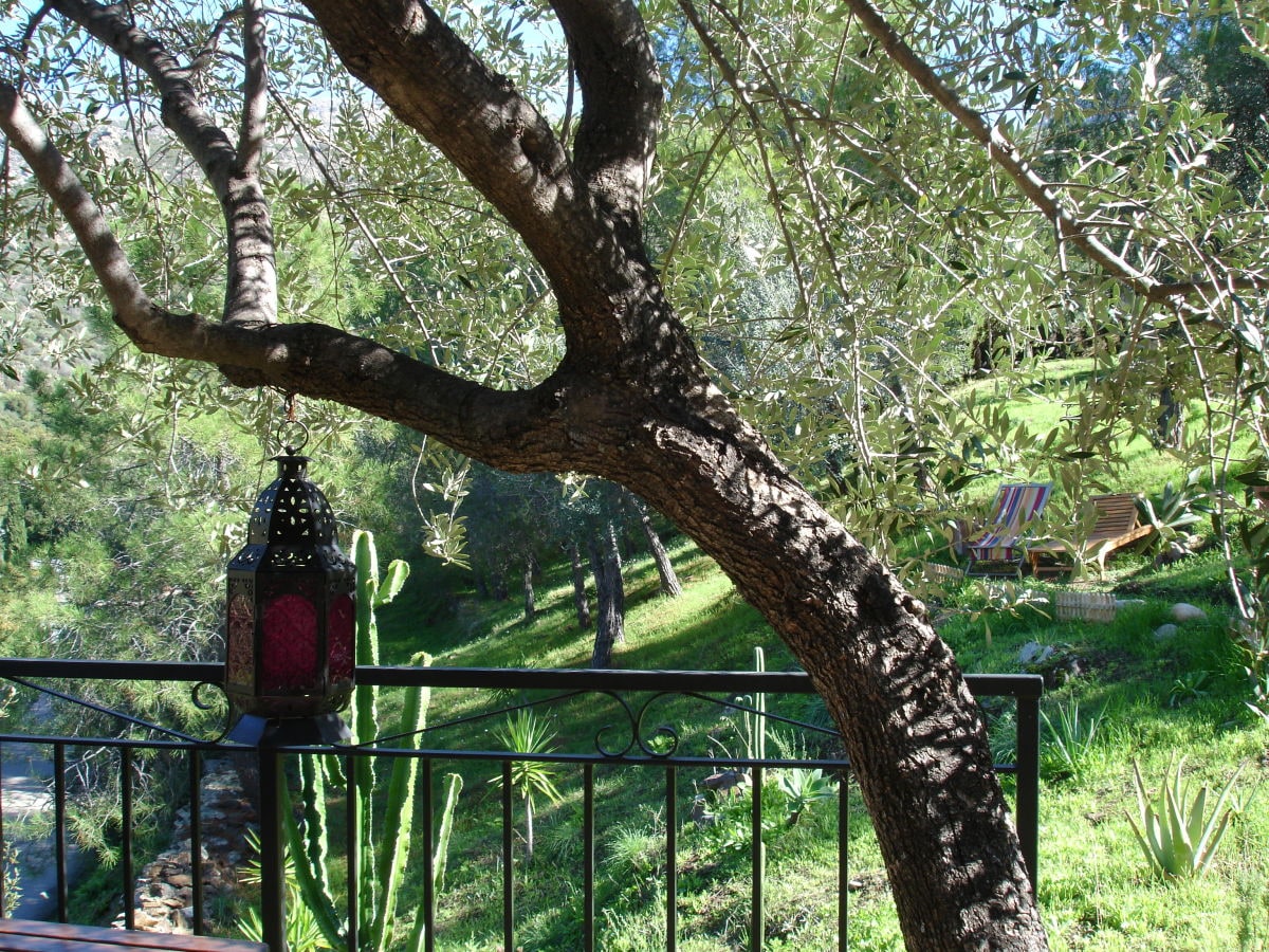 Aussicht vom Studio zum Garten