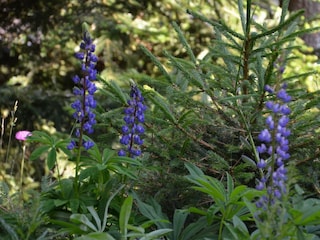 Blumen im Garten