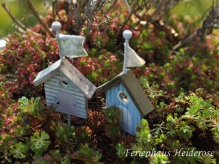 Impressionen aus dem Garten