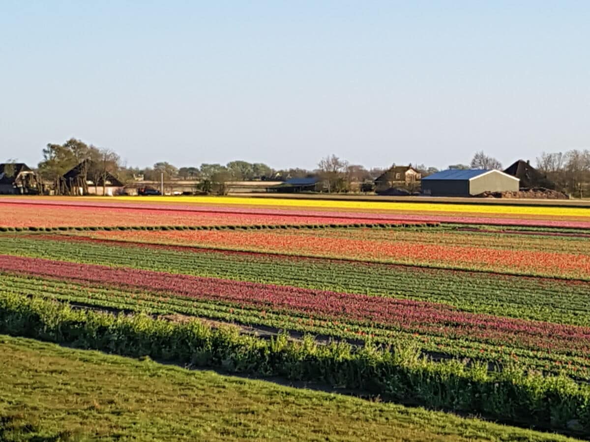 Unsere Wohnung mit den Tulpenfeldern