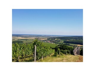 Blick über die Weinberge nach Ungarn