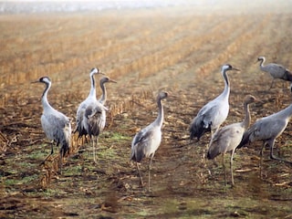 Kranichzug im Frühjahr und Herbst