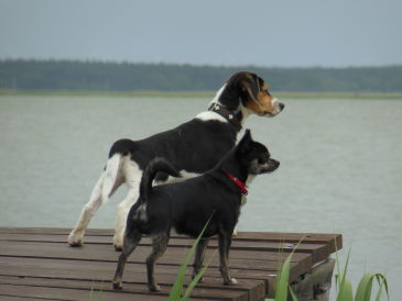 Ferienwohnung Ostsee mit Hund
