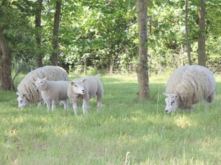 Casale De Koog Ambiente 27
