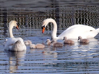 Schwäne am Kemnader See