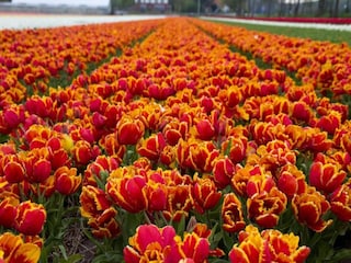 Vakantiepark Westland Omgeving 21