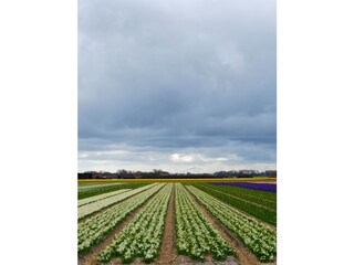 Appartamento per vacanze Schoorl Ambiente 18