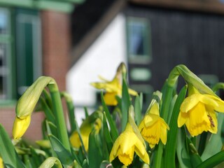 Appartamento per vacanze Schoorl Registrazione all'aperto 6