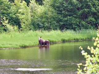 Elch am Vogelteich unterhalb des Naturpools