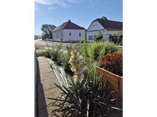 Vorgarten Straßenseite Langerhof Hannersdorf