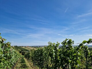 View of the vineyards in southern Burgenland