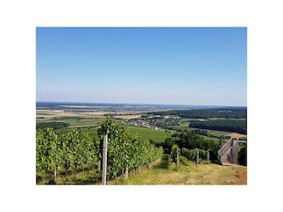 Blick über die Weinberge nach Ungarn