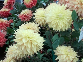 Sommerblumen im Garten