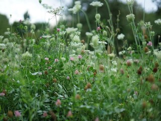 Maison de vacances Tieschen Environnement 13