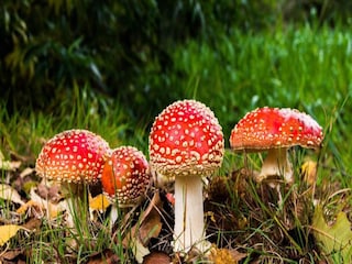 Ferienpark Epe Umgebung 19